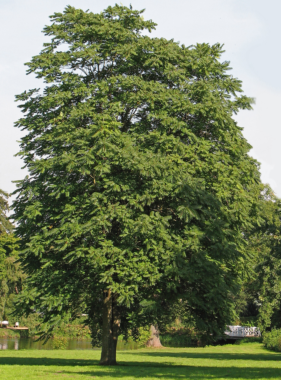 Tree of heaven (Ailanthus altissima)