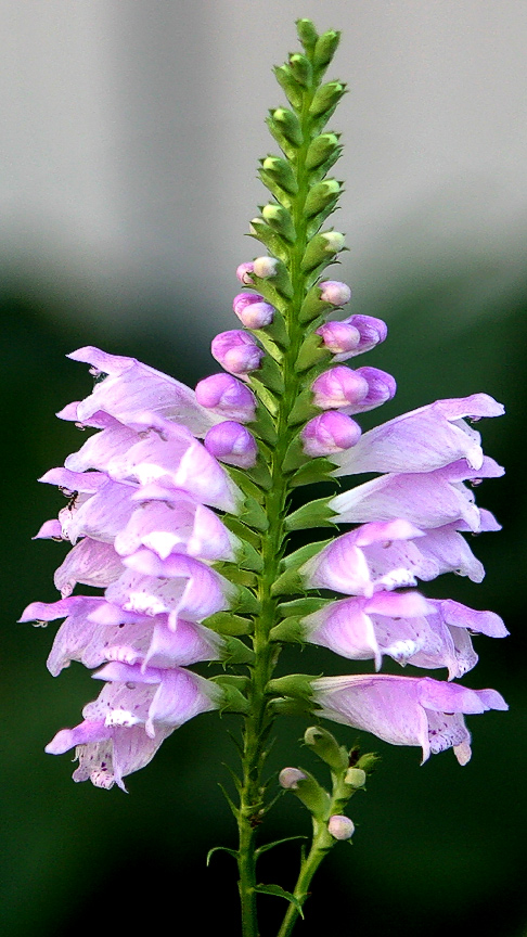 Obedient plant (Physostegia virginiana)