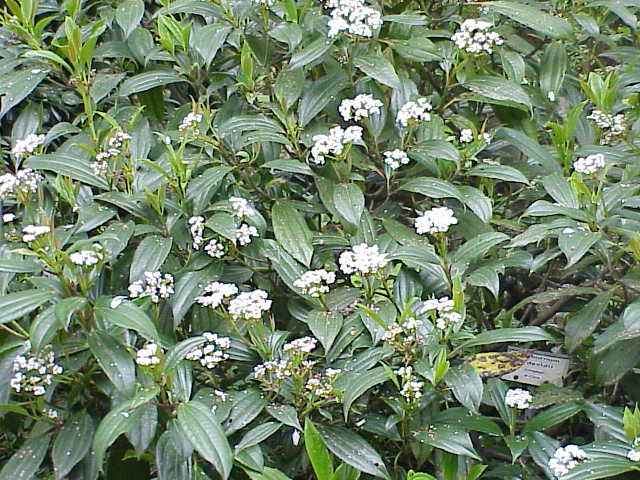 David viburnum (Viburnum davidii)