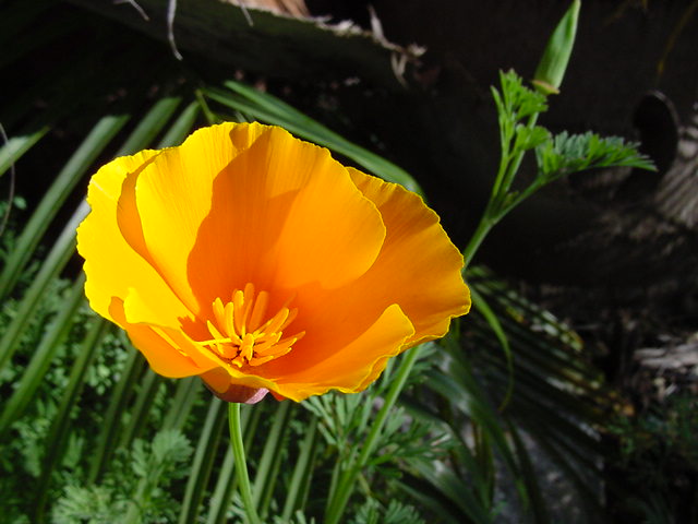 California poppy (Eschscholzia californica)