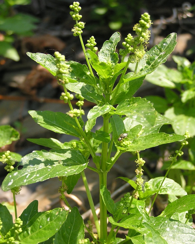 Tuinbingelkruid (Mercurialis annua)