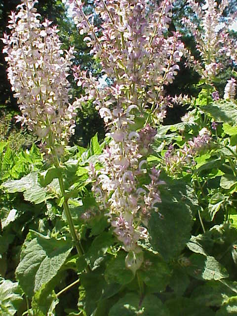Clary sage (Salvia sclarea)