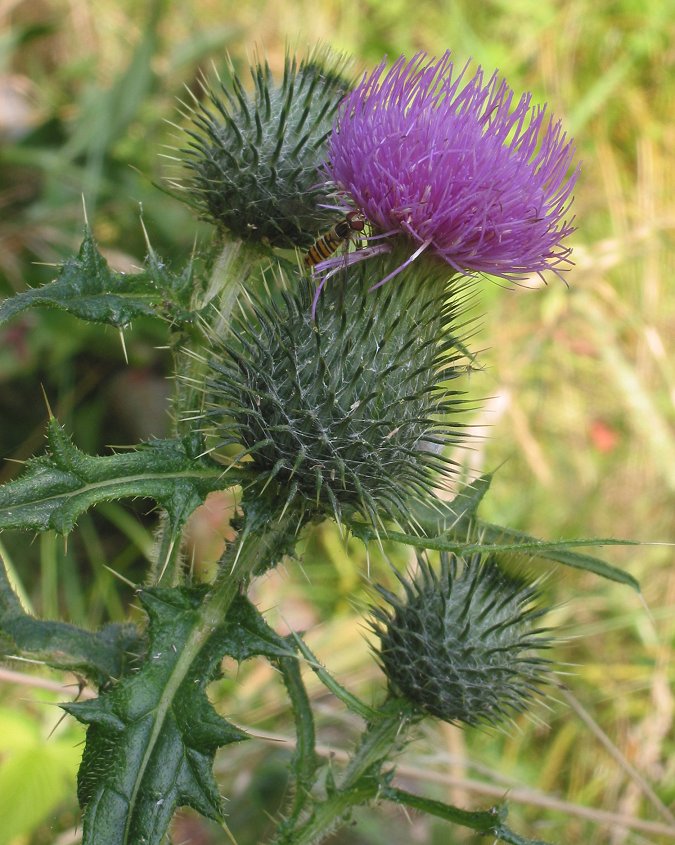 Cirse commun (Cirsium vulgare)
