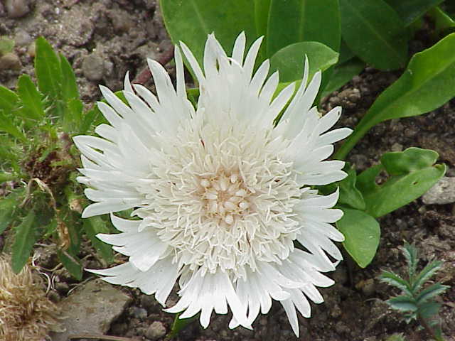Stokes' aster (Stokesia laevis)