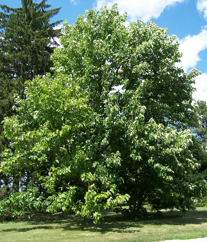 Cucumber tree (Magnolia acuminata)