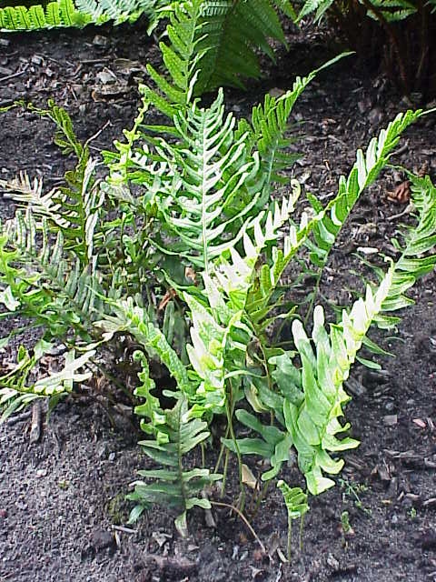 Common polypody (Polypodium vulgare)
