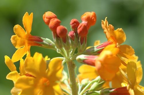Bulley's primrose (Primula bulleyana)