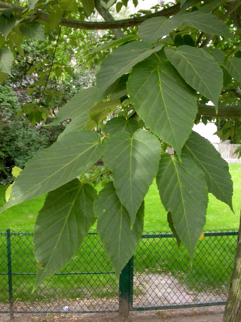 Slangenhuidesdoorn (Acer davidii)