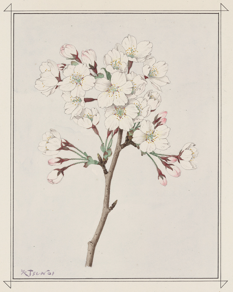 Yoshino cherry (Prunus × yedoensis)