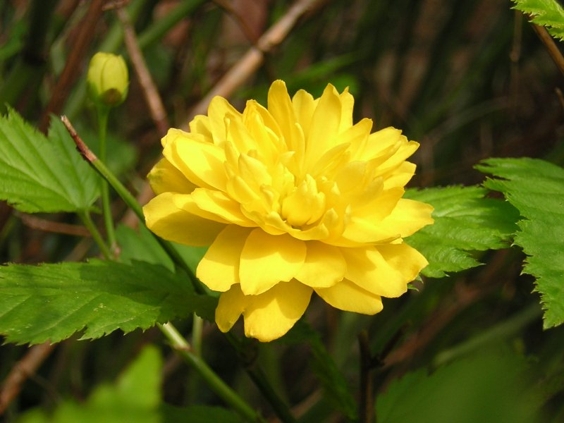 Japanese kerria (Kerria japonica)