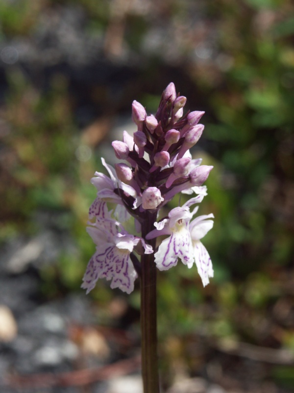 Heath spotted-orchid (Dactylorhiza maculata)