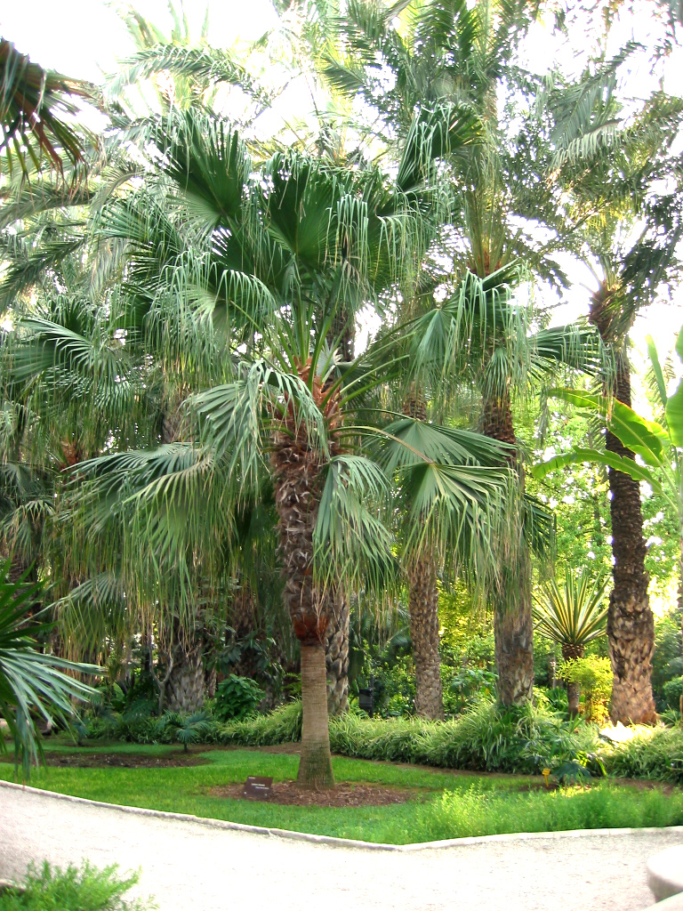 Chinese fan palm (Livistona chinensis)