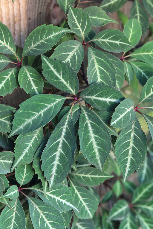 Chinese Virginia creeper (Parthenocissus henryana)