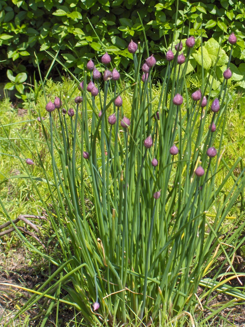 Chives (Allium schoenoprasum)