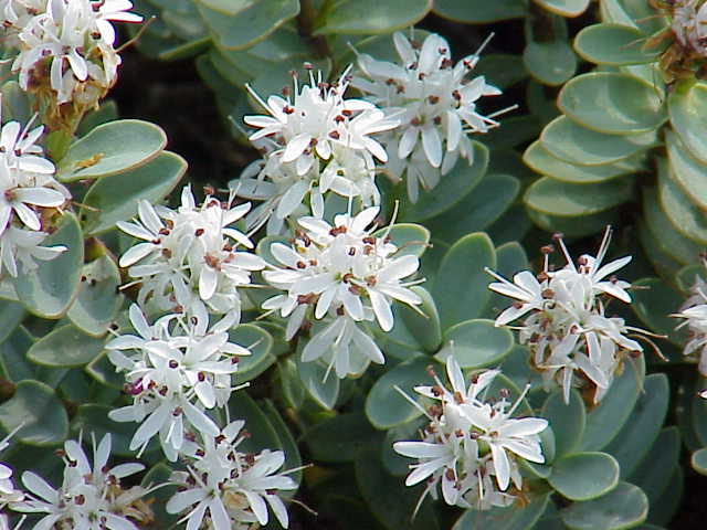 Hebe (Veronica pinguifolia) (Veronica pinguifolia)