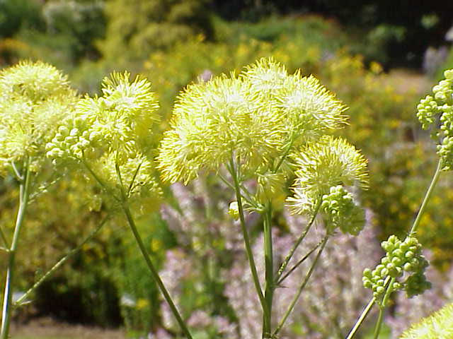 Common meadow-rue (Thalictrum flavum)