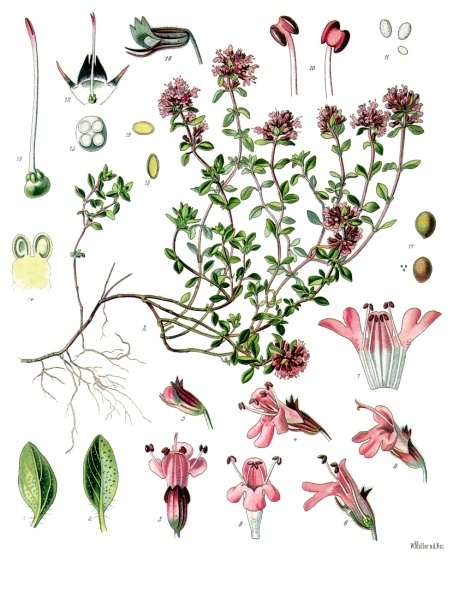 Breckland thyme (Thymus serpyllum)
