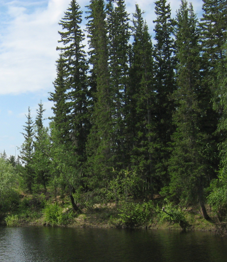 Siberian spruce (Picea obovata)