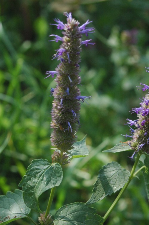 Korean mint (Agastache rugosa)