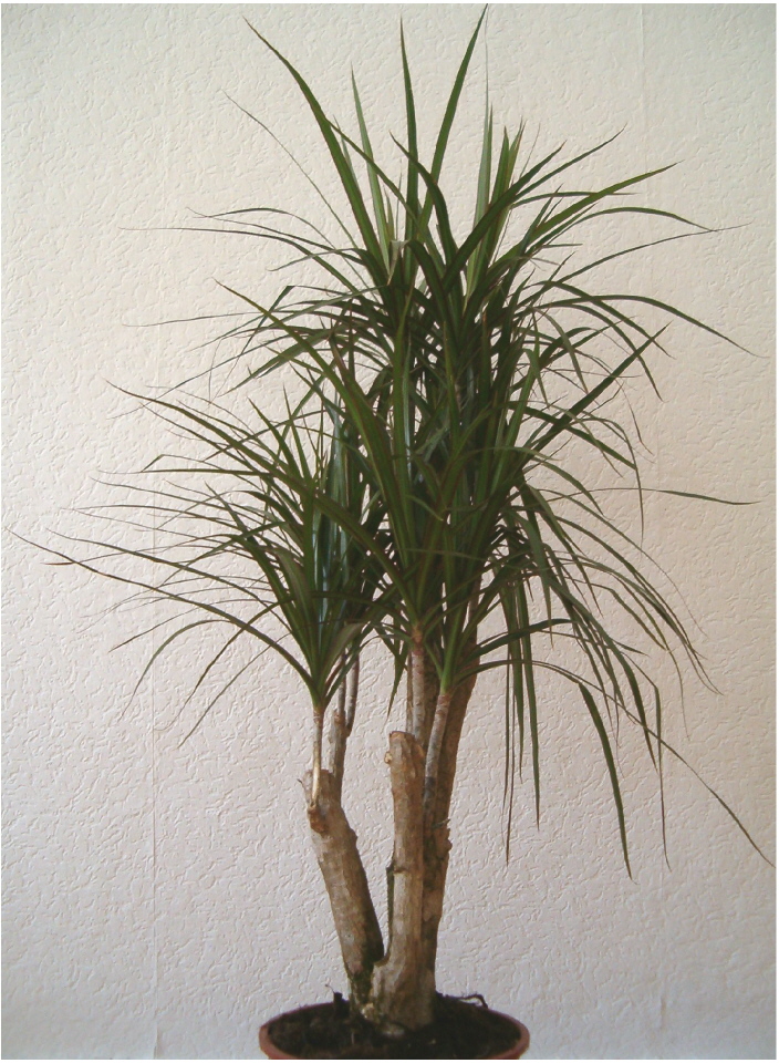 Madagascar dragon tree (Dracaena reflexa var. angustifolia)