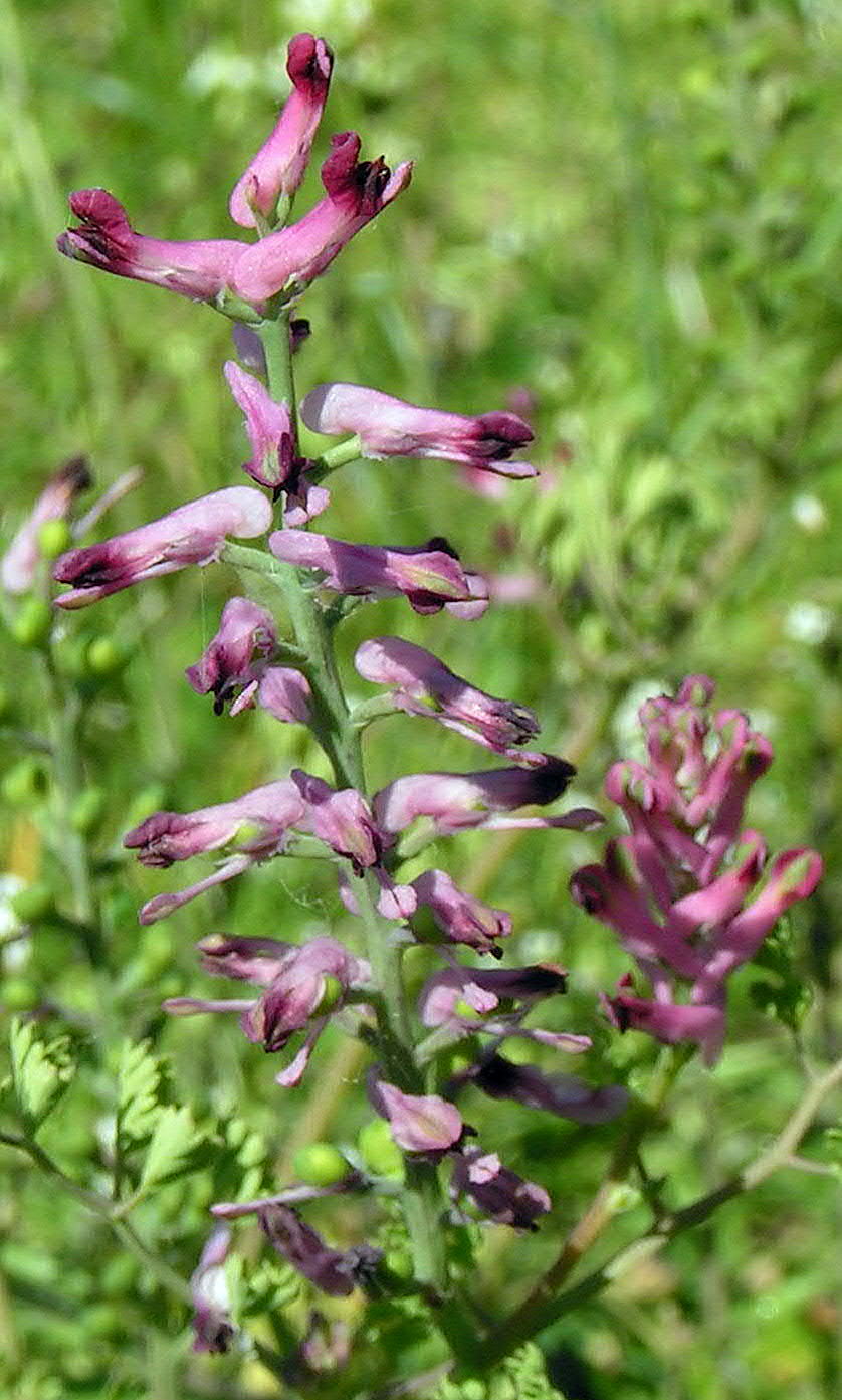 Gewone duivenkervel (Fumaria officinalis)