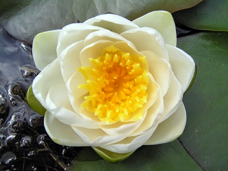 European white water lily (Nymphaea alba)