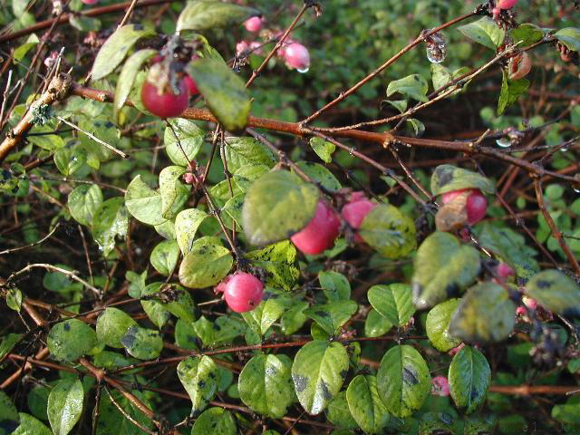Chenault coralberry (Symphoricarpos × chenaultii)