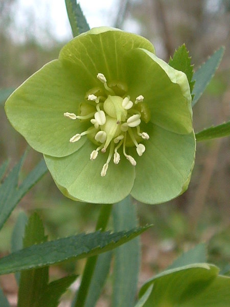 Green hellebore (Helleborus viridis)