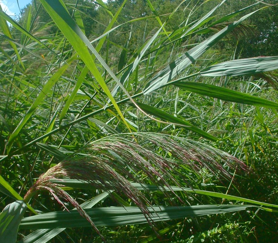 Common reed (Phragmites australis)