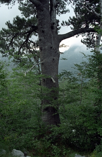 Bosnian pine (Pinus heldreichii)