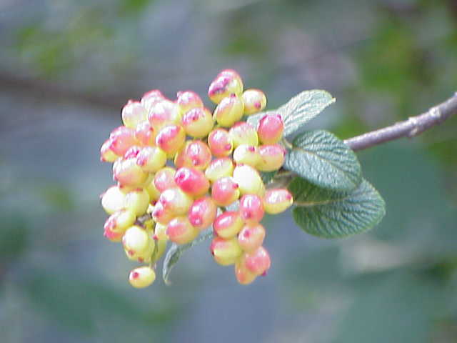 Wayfaring-tree (Viburnum lantana)