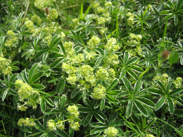 Alpine lady’s mantle (Alchemilla alpina)