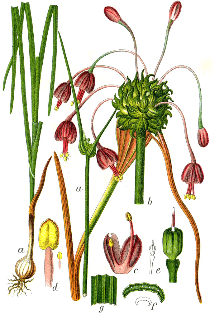 Keeled garlic (Allium carinatum subsp. pulchellum)
