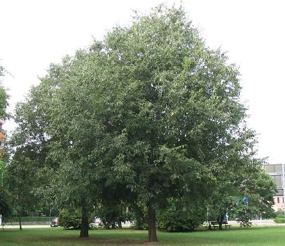 European nettle tree (Celtis australis)