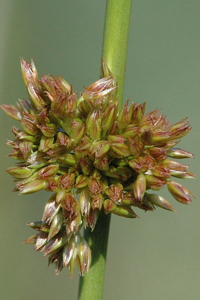 Compact rush (Juncus conglomeratus)