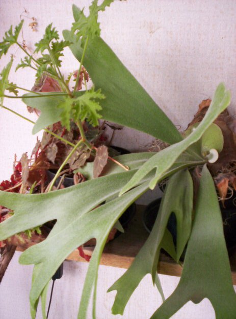 Staghorn fern (Platycerium bifurcatum)