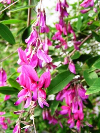 Thunberg’s bush clover (Lespedeza thunbergii)