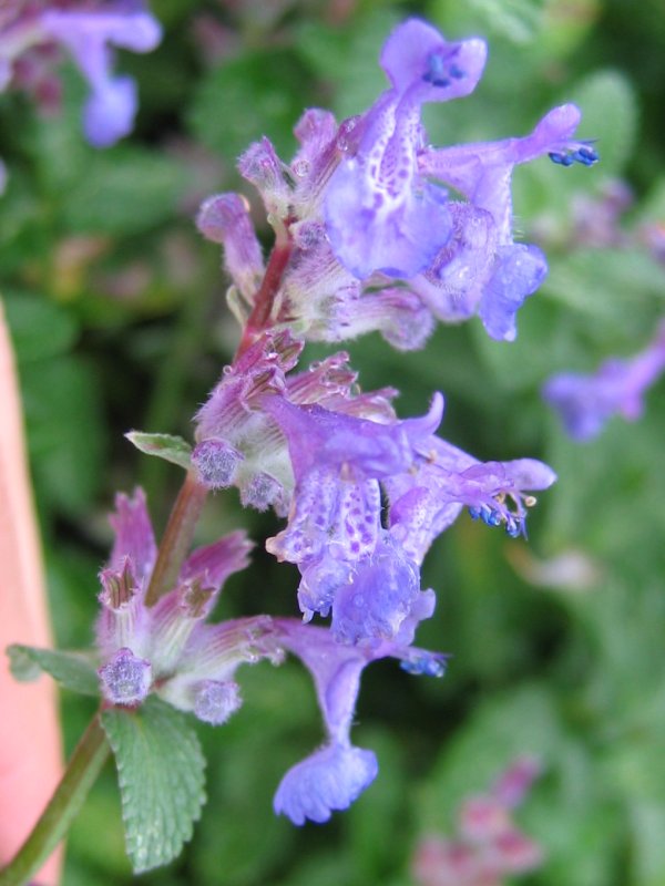 Catmint (Nepeta racemosa)