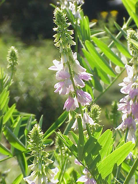 Goat’s-rue (Galega officinalis)