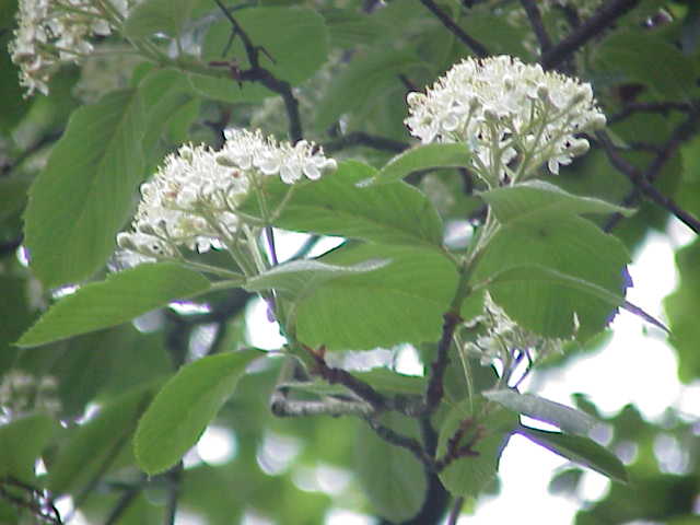Whitebeam (Sorbus aria)