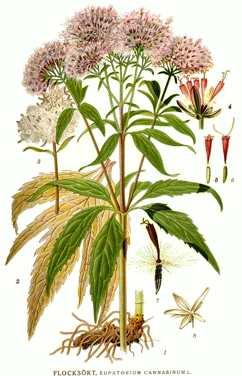 Hemp agrimony (Eupatorium cannabinum)