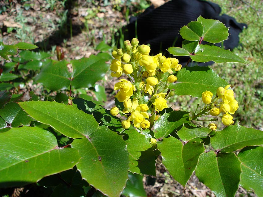Oregon grape (Berberis aquifolium)