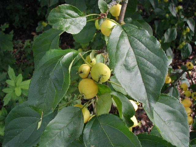 Siberian crab apple (Malus baccata)